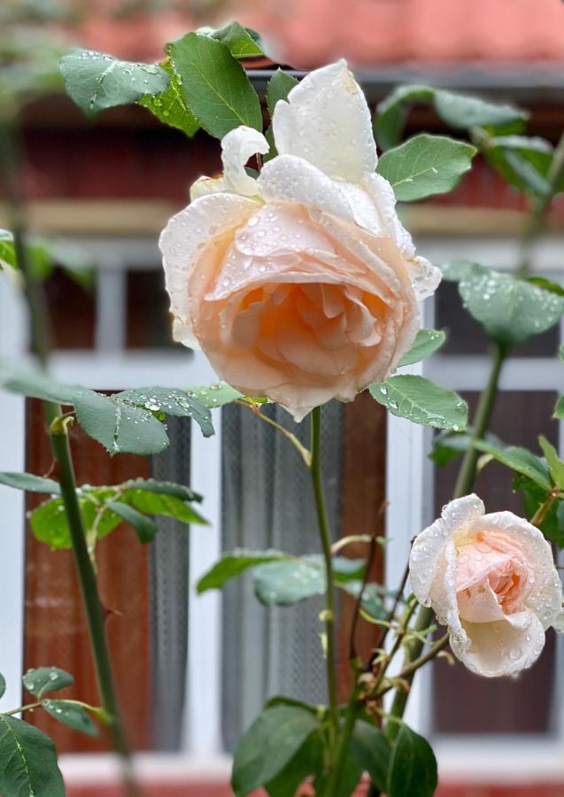 Flower Street Свитязь Экстерьер фото